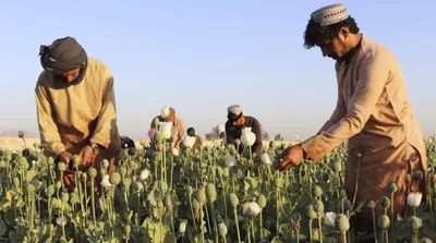 Afganistan'da Afyon Tarımında Büyük Düşüş