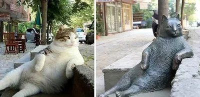 İstanbul'un Kedilere Olan Eşsiz Bağlılığı
