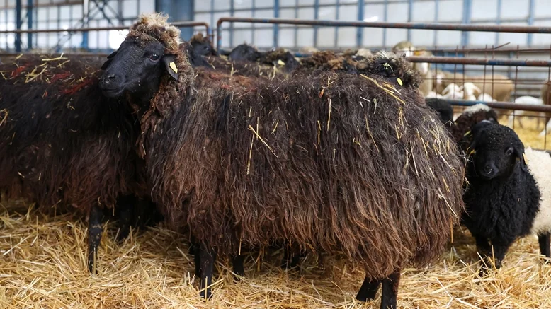 Tehdit Altındaki Güney Karaman Koyunu Koruma Altında