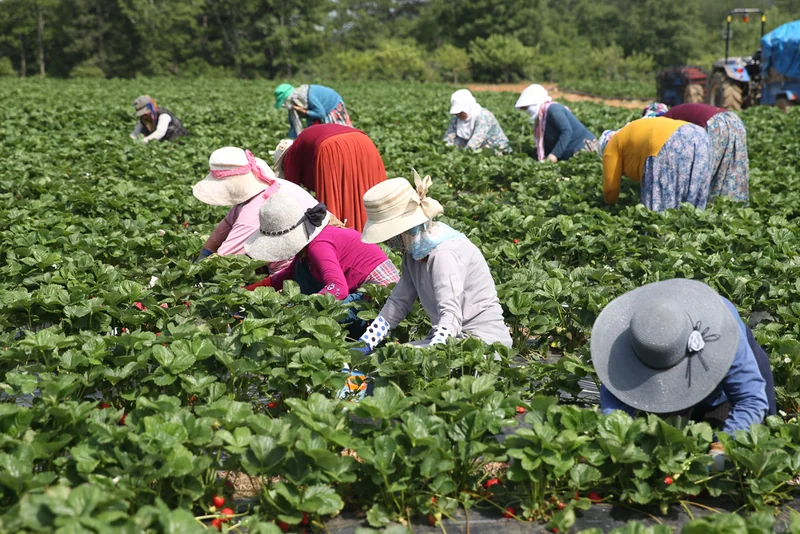 İstanbul'da Yeraltı Tarımı ile Yıl Boyu Çilek Hasadı